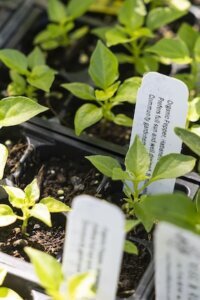 seedlings