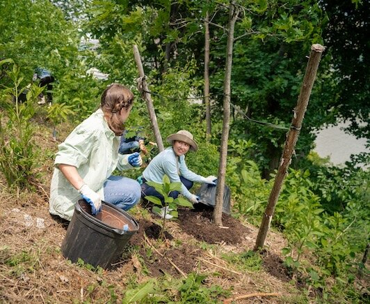 people planting a tree